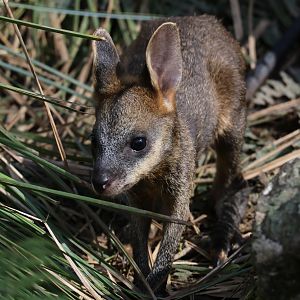 Swamp Wallaby joey