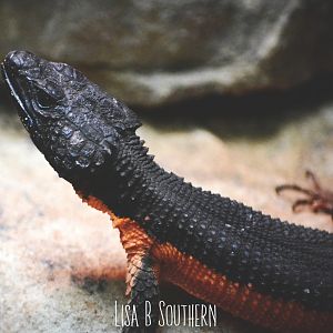 Mozambique girdled lizard