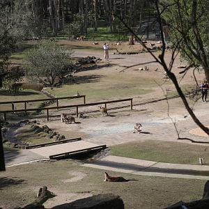 Kangaroo Walk-through exhibit