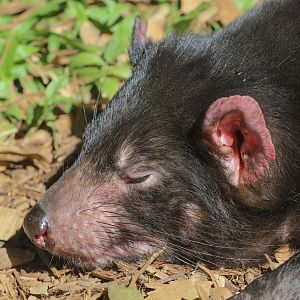 Tasmanian Devil