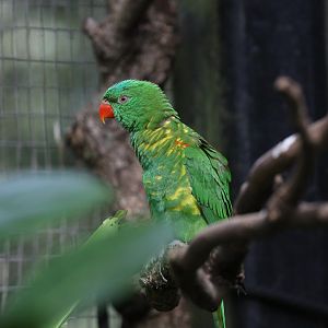 Scaly-breasted Lorikeet