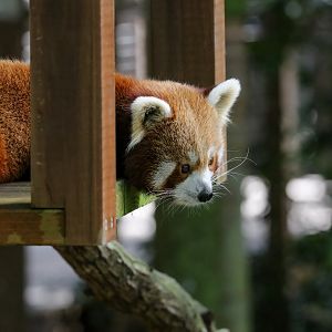 Red Panda