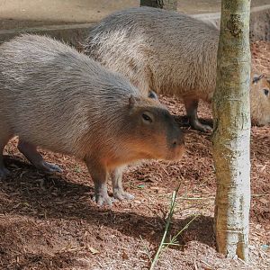 Capybara