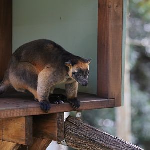 Lumholtz Tree Kangaroo
