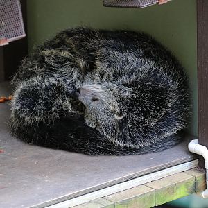 Binturong