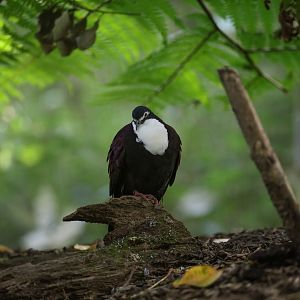 White-breasted Ground Dove
