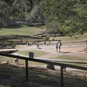 Kangaroo Walk-through
