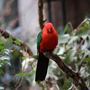 Australian King Parrot