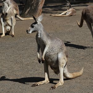 Red Kangaroo