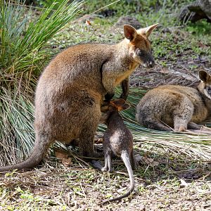 Swamp Wallabies