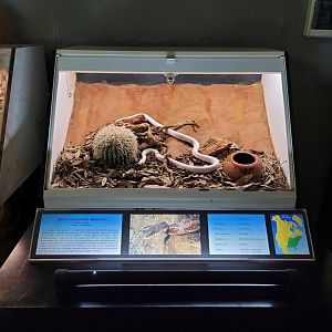 Western rat snake exhibit -Parque de la Naturaleza de Cabárceno (2022)