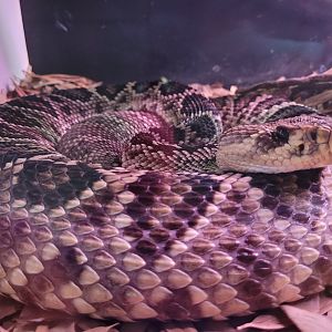 Eastern diamondback rattlesnake -Parque de la Naturaleza de Cabárceno (2022)