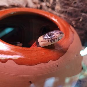 Sinaloan milksnake -Parque de la Naturaleza de Cabárceno (2022)