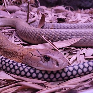 King cobra -Parque de la Naturaleza de Cabárceno (2022)