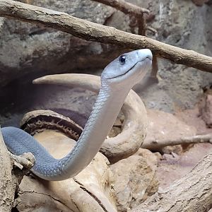 Black mamba -Parque de la Naturaleza de Cabárceno (2022)