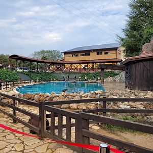 California sea lion and Patagonian sea lion exhibit -Parque de la Naturaleza de Cabárceno (2022)