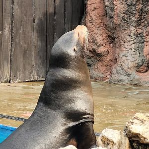California sea lion -Parque de la Naturaleza de Cabárceno (2022)