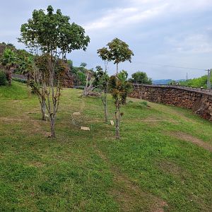 Western lowland gorilla and DeBrazza's monkey exhibit -Parque de la Naturaleza de Cabárceno (2022)