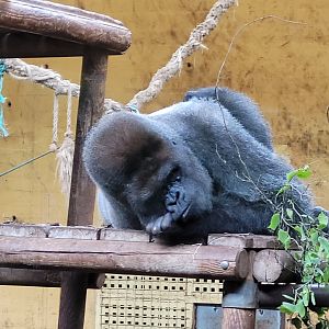 Western lowland gorilla -Parque de la Naturaleza de Cabárceno (2022)