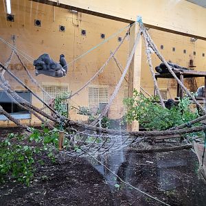 Western lowland gorilla and DeBrazza's monkey exhibit -Parque de la Naturaleza de Cabárceno (2022)