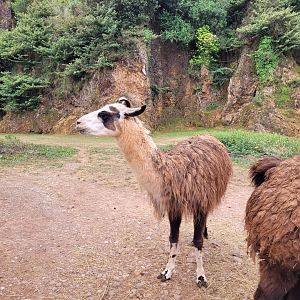 Llama -Parque de la Naturaleza de Cabárceno (2022)