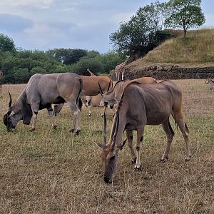 Common eland and Rothschild's giraffe -Parque de la Naturaleza de Cabárceno (2022)