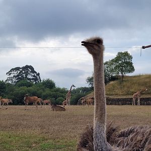 South African ostrich, Common eland and Rothschild's giraffe -Parque de la Naturaleza de Cabárceno (2022)