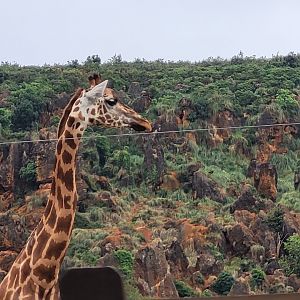 Rothschild's giraffe -Parque de la Naturaleza de Cabárceno (2022)
