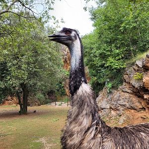 Common emu -Parque de la Naturaleza de Cabárceno (2022)