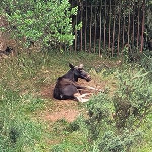 Eurasian elk -Parque de la Naturaleza de Cabárceno (2022)