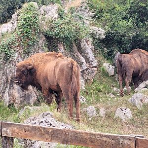 European lowland bison -Parque de la Naturaleza de Cabárceno (2022)