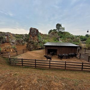 Cape buffalo temporary exhibit -Parque de la Naturaleza de Cabárceno (2022)