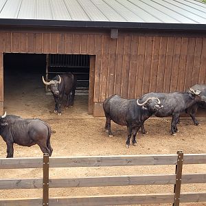 Cape buffalo -Parque de la Naturaleza de Cabárceno (2022)