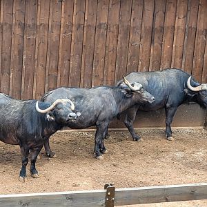 Cape buffalo -Parque de la Naturaleza de Cabárceno (2022)