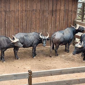 Cape buffalo -Parque de la Naturaleza de Cabárceno (2022)