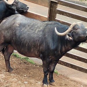 Cape buffalo -Parque de la Naturaleza de Cabárceno (2022)