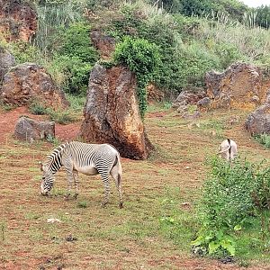 Grevy's zebra exhibit -Parque de la Naturaleza de Cabárceno (2022)