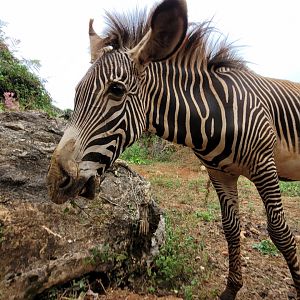 Grevy's zebra -Parque de la Naturaleza de Cabárceno (2022)