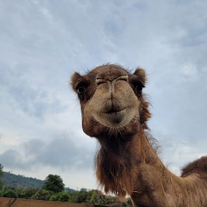 Dromedary -Parque de la Naturaleza de Cabárceno (2022)
