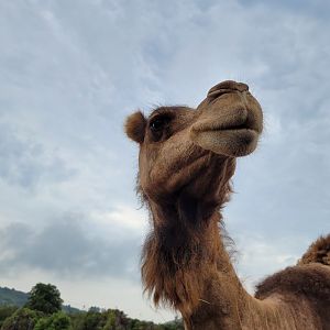Dromedary -Parque de la Naturaleza de Cabárceno (2022)