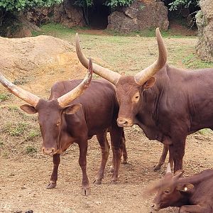 Watusi -Parque de la Naturaleza de Cabárceno (2022)