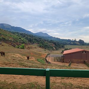African bush elephant, South-European water buffalo and Kafue flats lechwe exhibit -Parque de la Naturaleza de Cabárceno (2022)