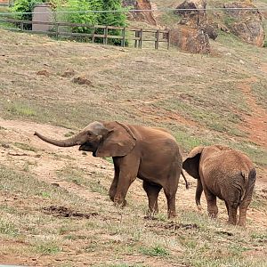 African bush elephant -Parque de la Naturaleza de Cabárceno (2022)