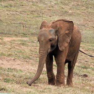 African bush elephant -Parque de la Naturaleza de Cabárceno (2022)