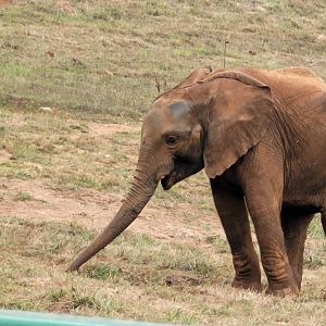 African bush elephant -Parque de la Naturaleza de Cabárceno (2022)