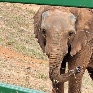 African bush elephant -Parque de la Naturaleza de Cabárceno (2022)