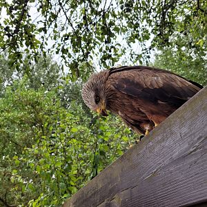 Common black kite -Parque de la Naturaleza de Cabárceno (2022)