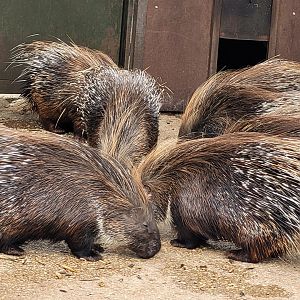 Crested porcupine -Parque de la Naturaleza de Cabárceno (2022)