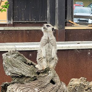 Meerkat -Parque de la Naturaleza de Cabárceno (2022)