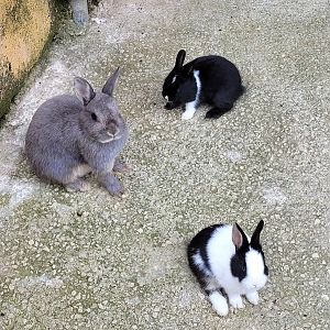 Domestic rabbit -Parque de la Naturaleza de Cabárceno (2022)